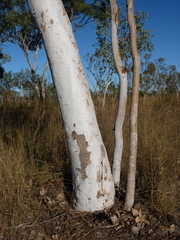 Eucalyptus pantoleuca