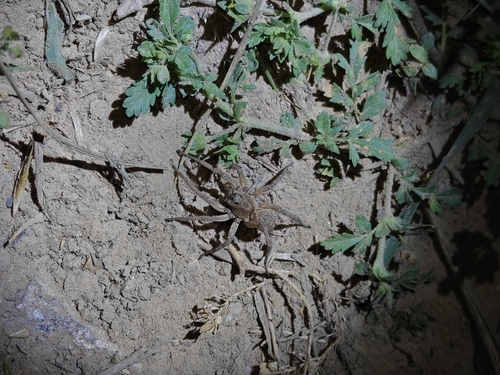 Alopecosa albostriata