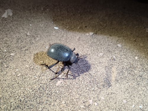 Urchin Beetle
