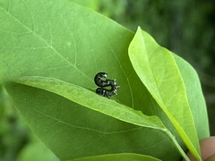 Nematus abbotii