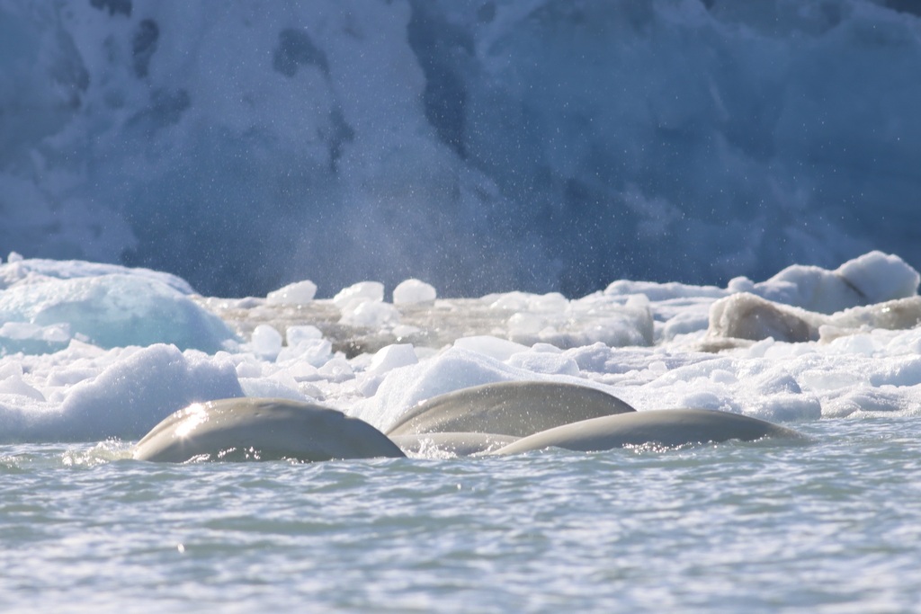 Belugas surfacing among broken ice in front of a glacier in Svalbard