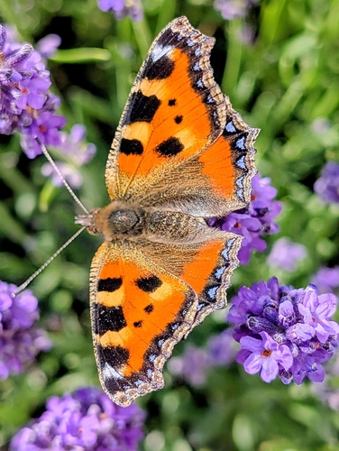 Small Tortoiseshell