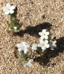 Cryptantha leiocarpa