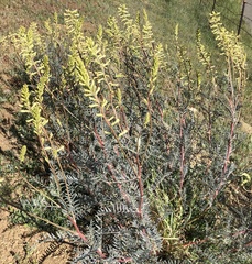 Astragalus asymmetricus