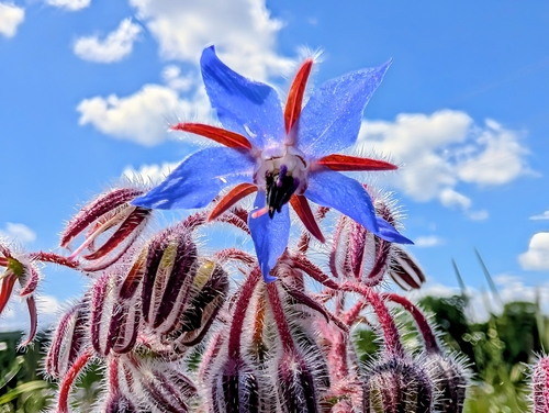 Borage