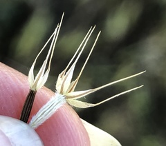 Microseris douglasii douglasii