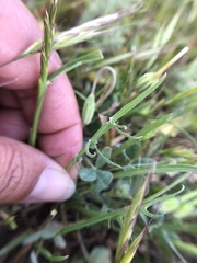 Microseris douglasii douglasii