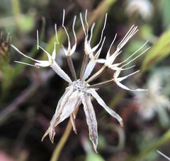 Microseris douglasii douglasii