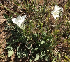 Calystegia subacaulis