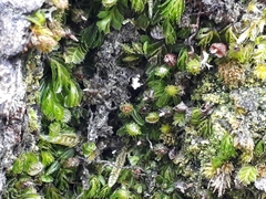 Hymenophyllum minimum