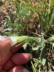 Calystegia subacaulis