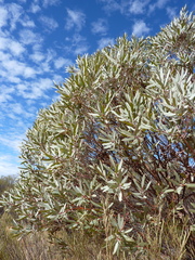 Eucalyptus leptopoda