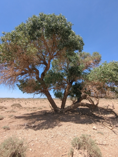 Populus euphratica, photograph 6