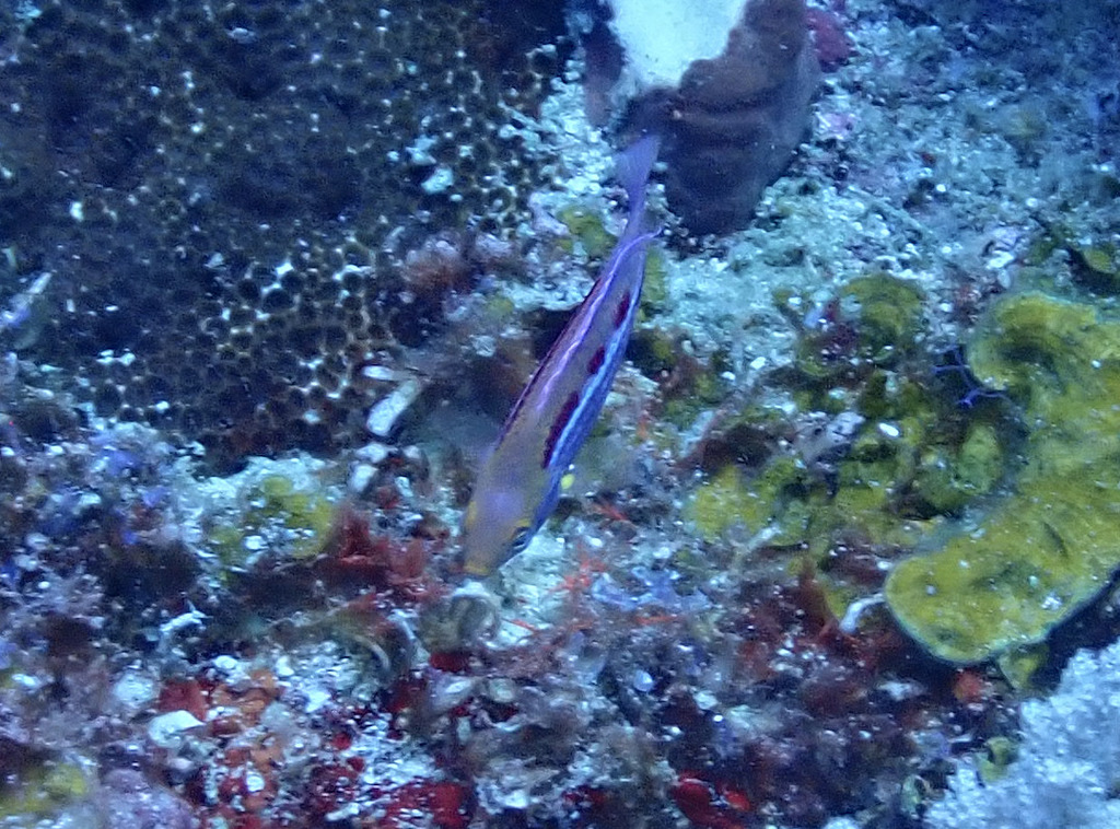 Lubbock's Wrasse