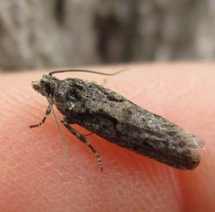 Semioscopis