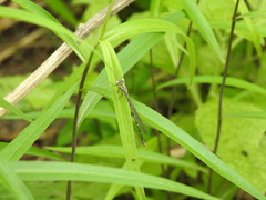 Argia fumipennis