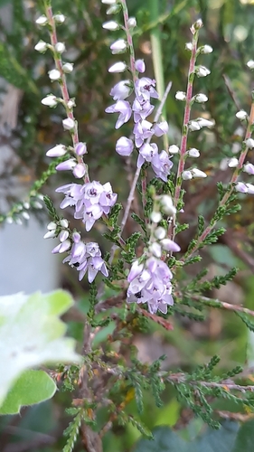common heather