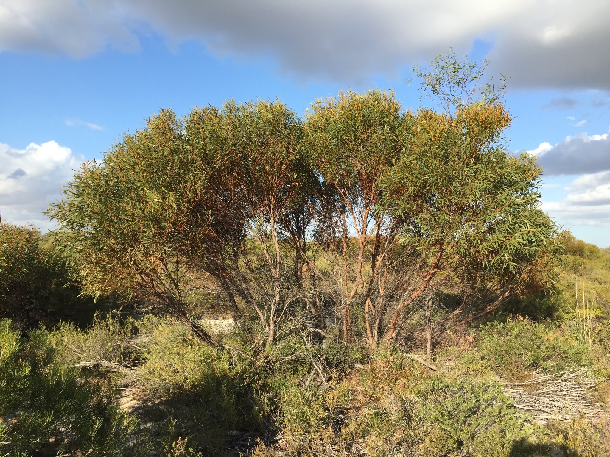 Eucalyptus foecunda