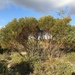 Eucalyptus foecunda - Photo 由 Dean Nicolle 所上傳的 (c) Dean Nicolle，保留部份權利CC BY-NC