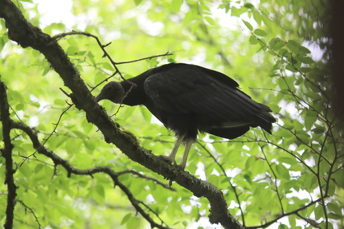 Black Vulture