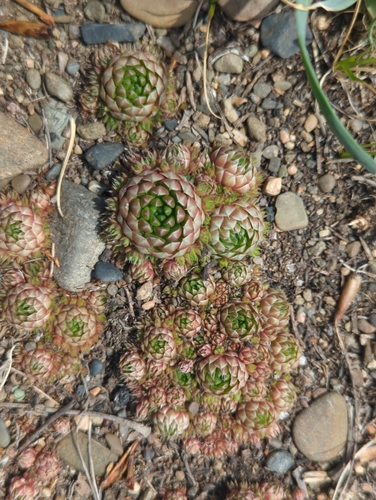 Orostachys spinosa