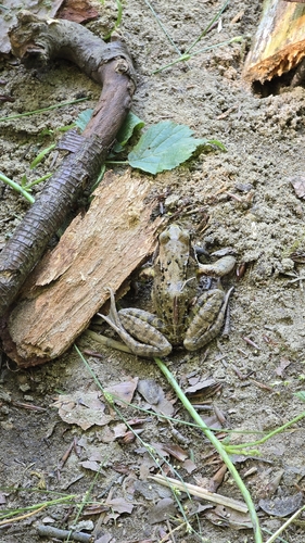 Grasfrosch