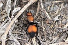 Dasymutilla montivagoides