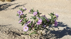 Nama hispida spathulata