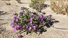 Nama hispida spathulata