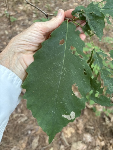 swamp chestnut oak