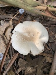 Agaricus albolutescens