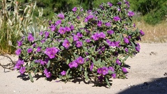 Nama hispida spathulata