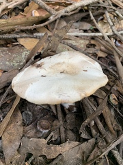 Agaricus albolutescens