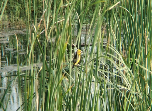 Finn's Weaver (Ploceus megarhynchus)