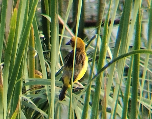 Finn's Weaver (Ploceus megarhynchus), photo 2