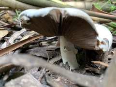 Agaricus albolutescens