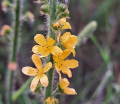 common agrimony