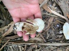 Agaricus albolutescens