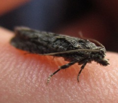 Semioscopis