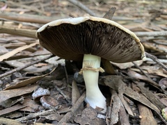 Agaricus albolutescens
