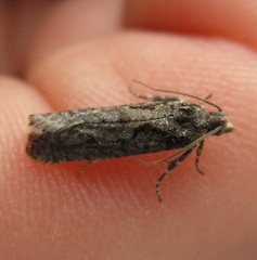Semioscopis