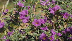 Nama hispida spathulata