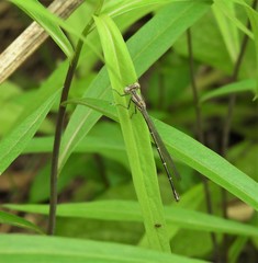 Argia fumipennis