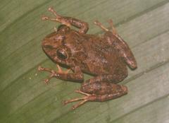 Pristimantis latidiscus