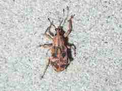 Phytoscaphus triangularis