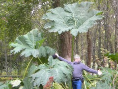 Gunnera tinctoria