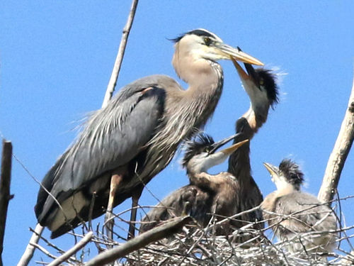 Great Blue Heron photographed in Illinois