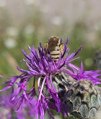 Foto von Gelbbindige Furchenbiene