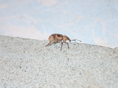 Phytoscaphus triangularis