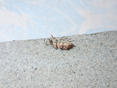 Phytoscaphus triangularis